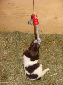 Deutsch-Langhaar-Welpe Grazia vom Rodekopp, 3 Wochen alt, mit Spielseil